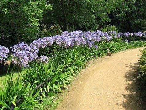 Branco Paisagismo e Jardinagem