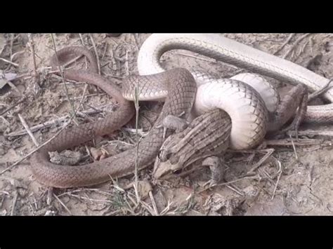 Cobra Corre Campo A Corredeira Comendo Um Sapo Ca Ote Youtube