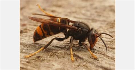 Invasive Yellow Legged Hornet Discovered For First Time In The Us