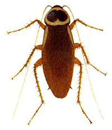 Australian Cockroach - Environmental Pest Systems