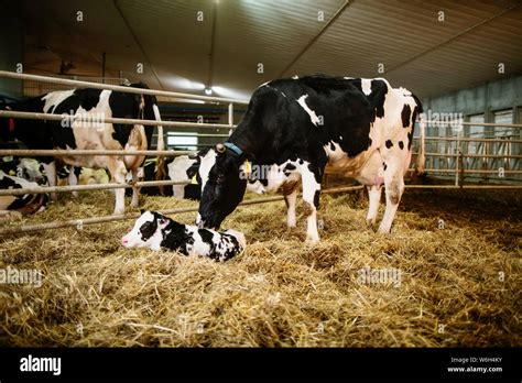 Dairy Cows And Their Newborn Calves