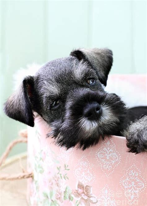 How Long Does A Miniature Schnauzer Puppy Sleep