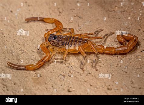 Small Female Brazilian Yellow Scorpion of the species Tityus serrulatus ...