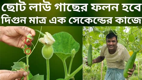 লাউ গাছে ফলন হবে দ্বিগুণ মাত্র এক সেকেন্ডের কাজ লাউ চাষ পদ্ধতি