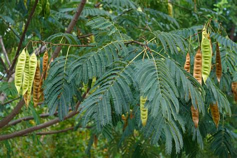 Persian Silk Tree Care Flowering And More Plantura