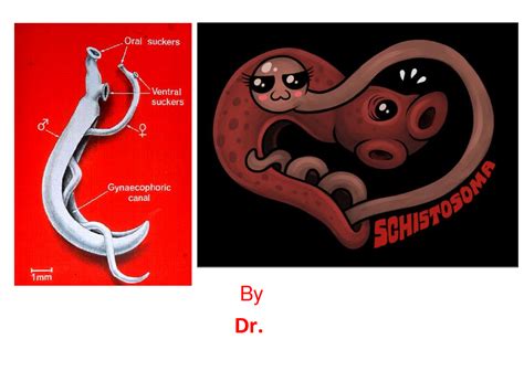 Solution Schistosoma Practical Ppt Studypool