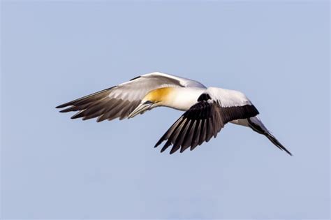 Australasian Gannet Colony - Australian Photography