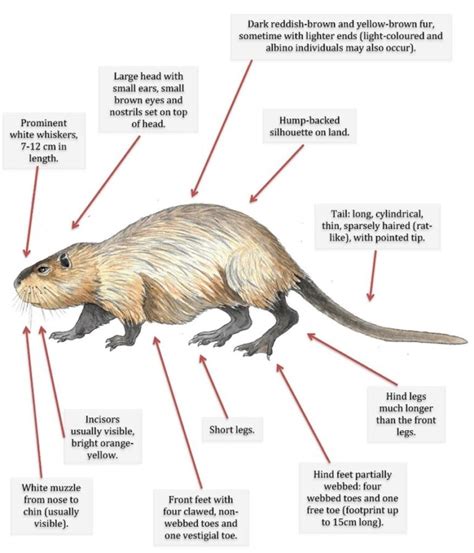 Nutria – Invasive Species Centre