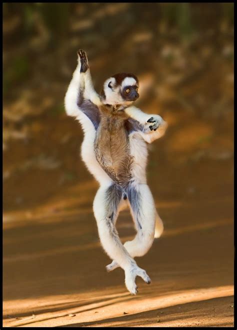 Dancing Lemur: Photo by Photographer Patrick Flynn | Dancing animals ...