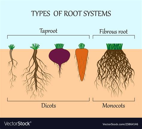 Root System Diagram And Functions Tree Root System Types