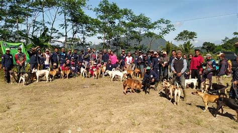 Awas Serangan Babi Hutan Makin Menjadi 200 Anjing Dikerahkan Untuk