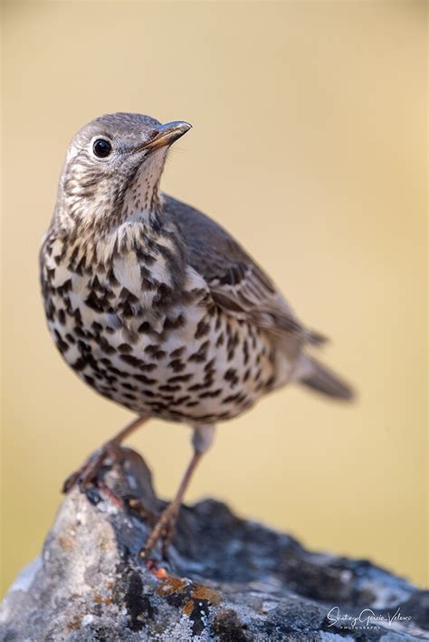 Zorzal Charlo Mistle Thrush Turdus Viscivorus Santiago Gv Flickr