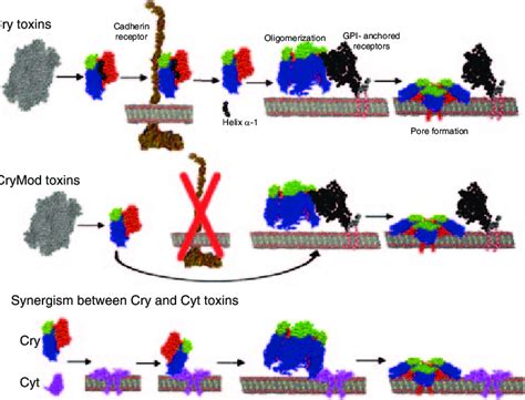 Figure A Mode Of Action Of Cry A Toxin Upper Panel Mode Of Action Of