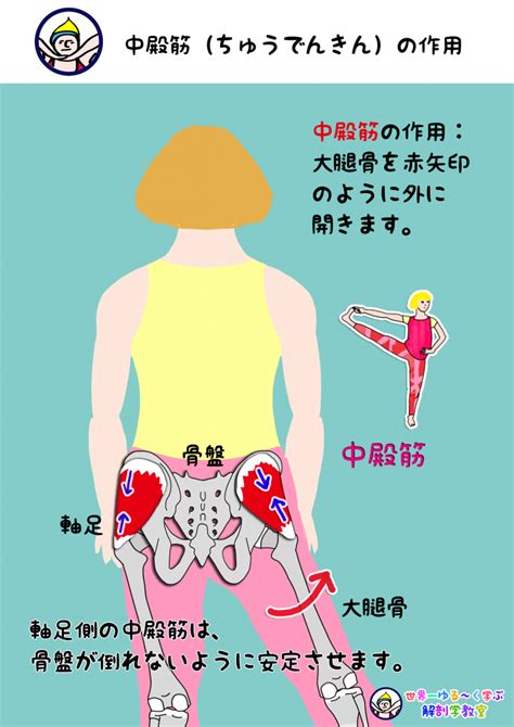 中殿筋（ちゅうでんきん）のまとめ Anatomy Yogaリアル解剖学教室