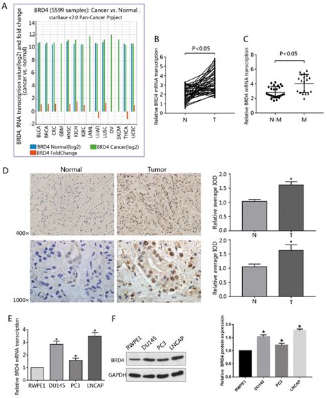 Overexpression Of BRD4 In PCa Cell Lines And Tumor Specimens A Data