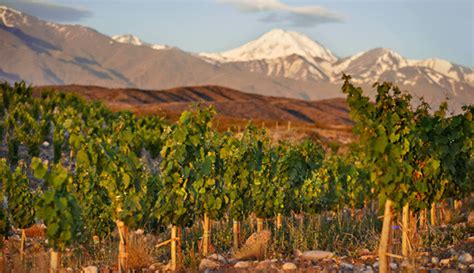 Uco Valley, Argentina | Decanter China 醇鉴中国