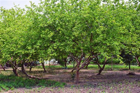 How To Grow An Care For Guava Harvest To Table