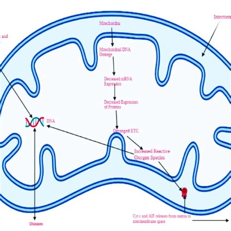 A Schematic Representation Of Oxidative Stress And The Resulting