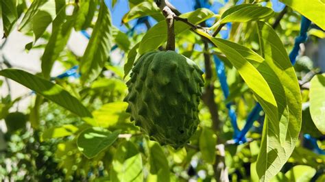 Exotic Tropical Fruits Geffner Atemoya Tree Loaded With Fruits Cali Que Em Youtube