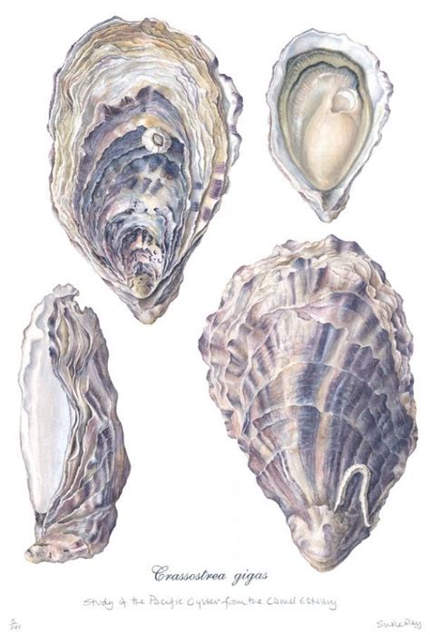 Pin By Halle Lawson On Created Pins Pretty Art Sketches Sea Shells