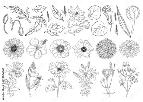 Collection set of botanical design elements: flowers, leaves, buds ...