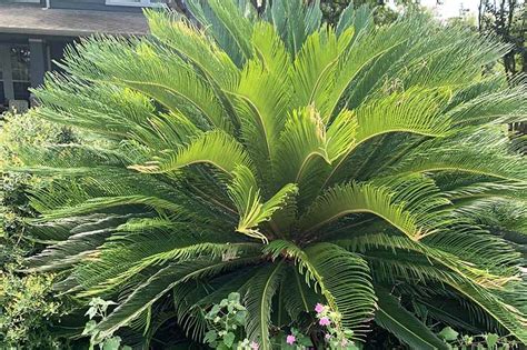 Sago Palm Care Guide How To Grow Cycas Revoluta 56 OFF