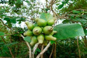 Anacahuita Rbol Frutal Medicinal Y Ornamental Gu A