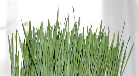 Wheatgrass - Spicebox Organics