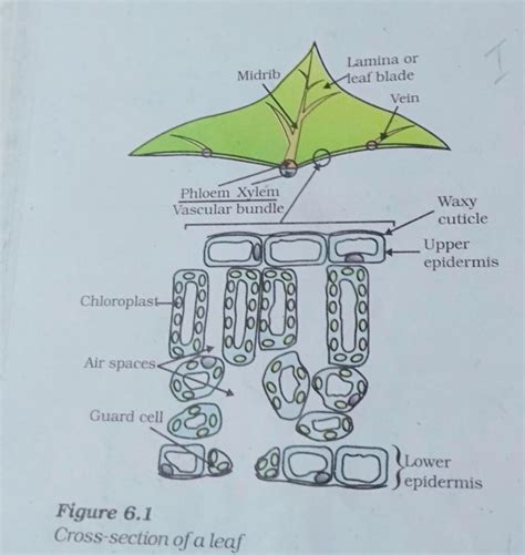 Cross Section Of A Leaf