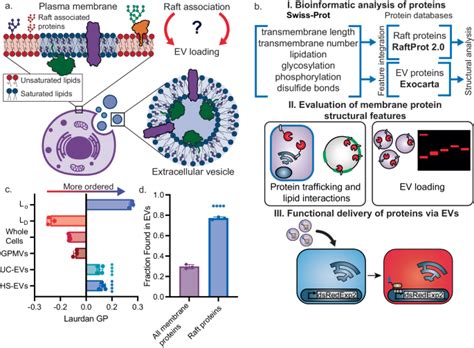 Enhancing Extracellular Vesicle Cargo Loading And Functional Delivery