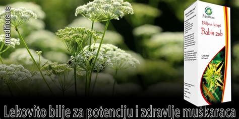 Lekovito Bilje Za Potenciju I Zdravlje Muškaraca Mediflora