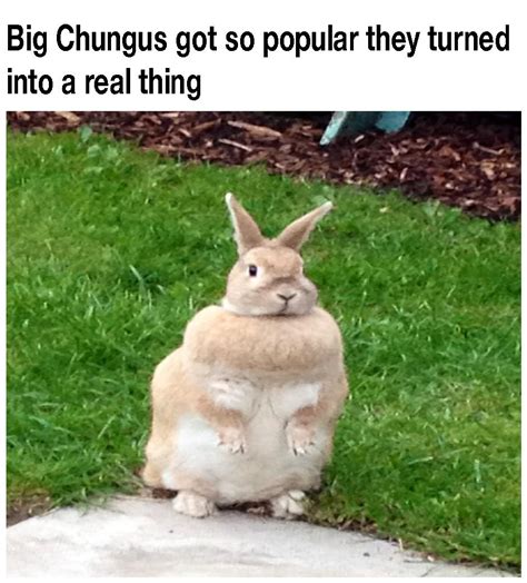 The Real Life Chungus | Big Chungus | Know Your Meme