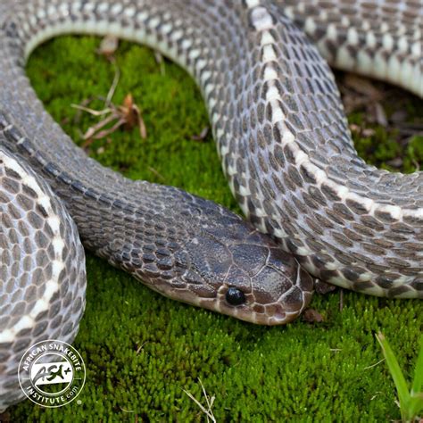 Common File Snake African Snakebite Institute