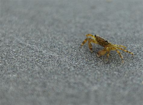 Crab On The Beach Stock Image Image Of Life Tropical 57870421