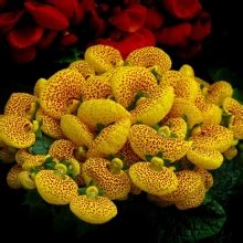 Семена кальцеолярии купить, лучшие сорта для выращивания цветов, фото ...