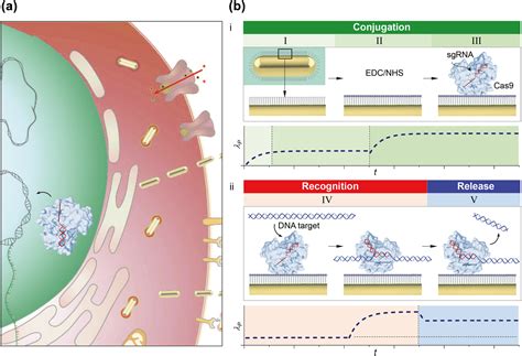 Dynamic Observations Of Crispr Cas Target Recognition And Cleavage