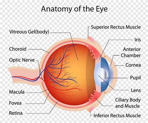 Makula Mata Manusia Anatomi Otot Retina Mata Teks Orang Orang Png