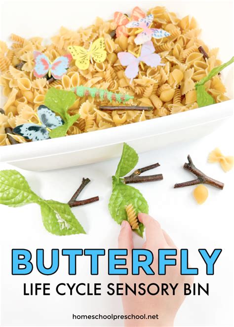 Butterfly Life Cycle Project Preschool Sensory Bin