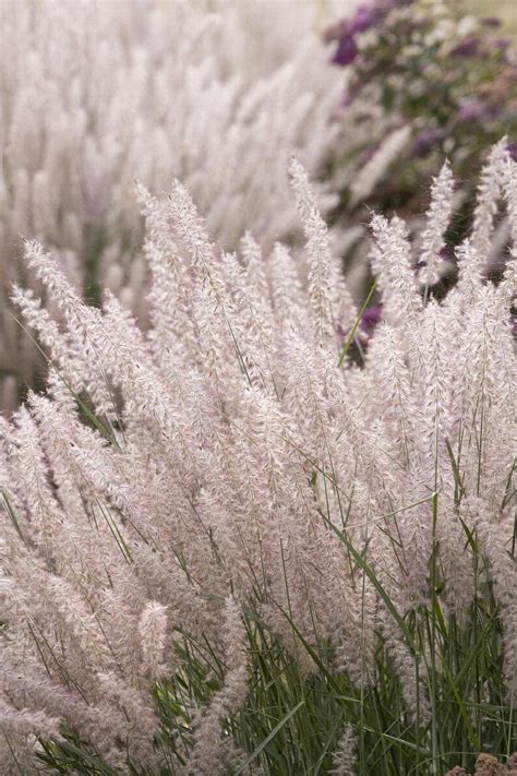 Karley Rose Fountain Grass, Pennisetum orientale 'Karley Rose'