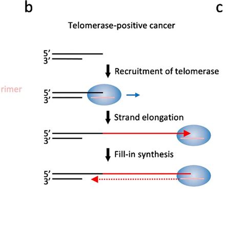 Telomere Maintenance In Cancer A End Replication Problem And