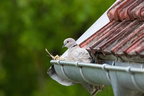 Vogelnest In Der Dachrinne Was Tun