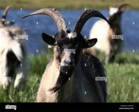 Group of Dutch Landrace goats in a nature reserve Stock Photo - Alamy