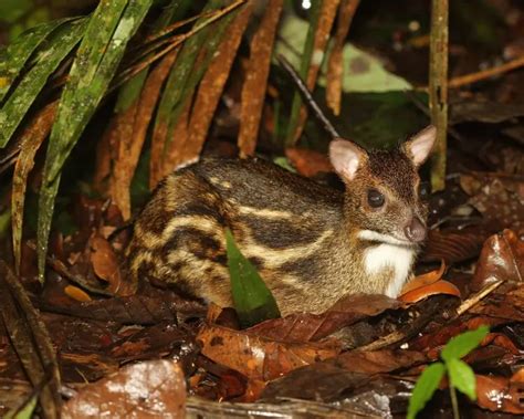 Indian Spotted Chevrotain - Facts, Diet, Habitat & Pictures on Animalia.bio