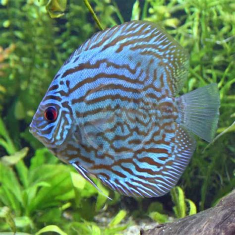 Discus Turquoise Symphysodon Aequifasciatus Aquatics Unlimited