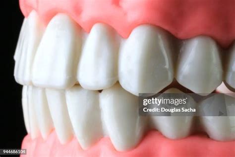 120 Full Teeth Smile Stock Photos, High-Res Pictures, and Images - Getty Images