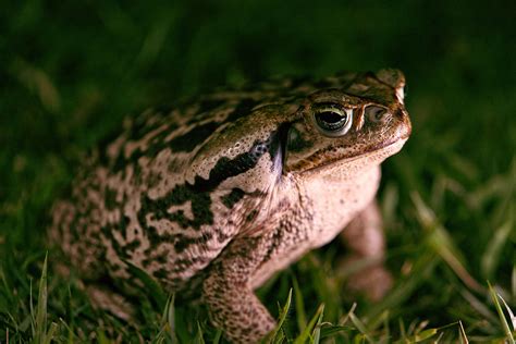 Monstruo de Sapo de Caña se Convierte en una Catástrofe en Australia