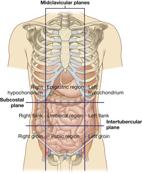 Abdominopelvic Regions Human Body Anatomy Anatomy Organs 41 Off