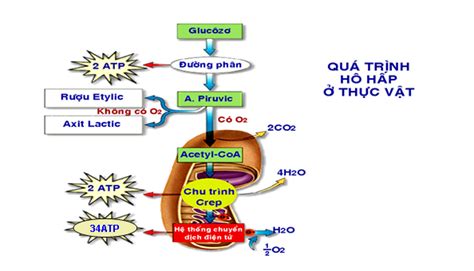 Khái quát về hô hấp ở thực vật | SGK Sinh lớp 11