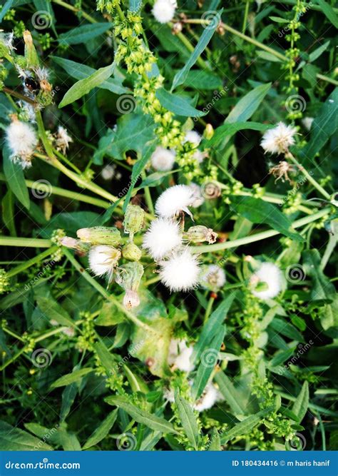 Awesome nature plants stock photo. Image of love, plants - 180434416