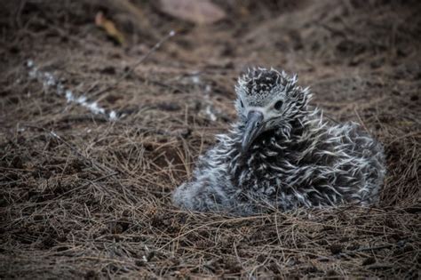 World Albatross Day 2022 Wildlife Around The World